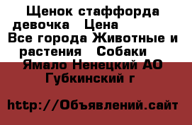 Щенок стаффорда девочка › Цена ­ 20 000 - Все города Животные и растения » Собаки   . Ямало-Ненецкий АО,Губкинский г.